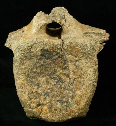 Large Hadrosaur (Duck-Billed Dinosaur) Vertebra #17268